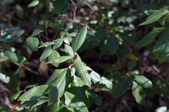 Rhododendron minus