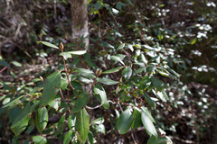 Rhododendron minus