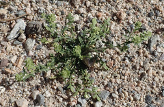 Lepidium lasiocarpum