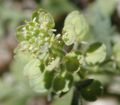 Lepidium lasiocarpum
