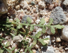 Lepidium lasiocarpum