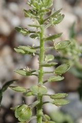 Lepidium lasiocarpum