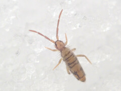 Entomobrya nivalis