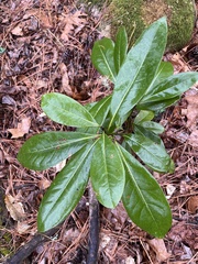 Magnolia grandiflora
