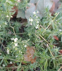 Galium humifusum