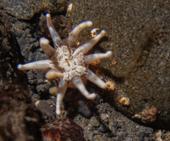 Halcampa decemtentaculata