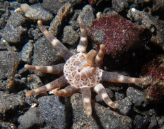 Halcampa decemtentaculata