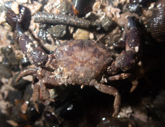 Lophopanopeus bellus
