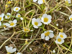 Ranunculus peltatus