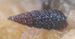 Cerithiopsis stejnegeri