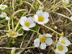Ranunculus peltatus