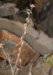 Streptanthus longirostris