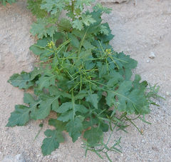 Sisymbrium erysimoides