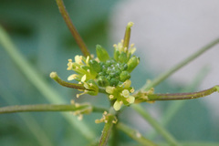 Sisymbrium erysimoides