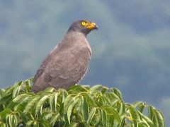 Rupornis magnirostris