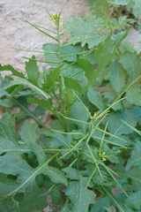 Sisymbrium erysimoides