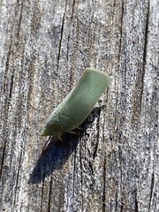 Prasinocyma semicrocea