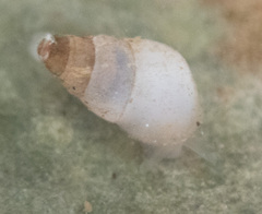 Odostomia columbiana