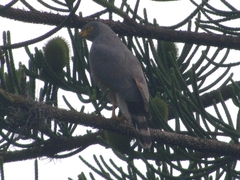 Rupornis magnirostris