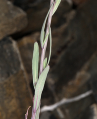 Streptanthus longirostris