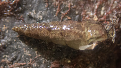 Ophiodermella inermis