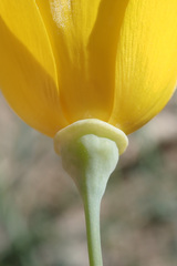 Eschscholzia papastillii