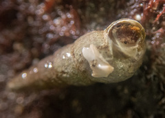 Ophiodermella inermis