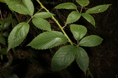 Rubus laudatus
