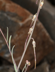 Streptanthus longirostris