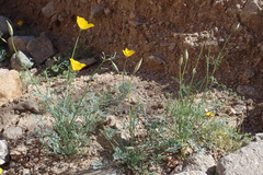 Eschscholzia papastillii