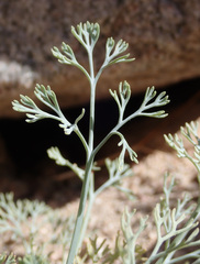 Eschscholzia papastillii