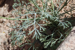 Eschscholzia papastillii