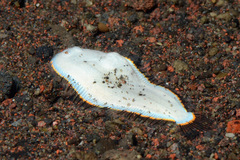 Aseraggodes