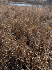 Dulichium arundinaceum