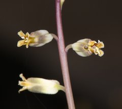 Streptanthus longirostris