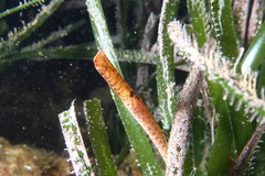Syngnathus typhle