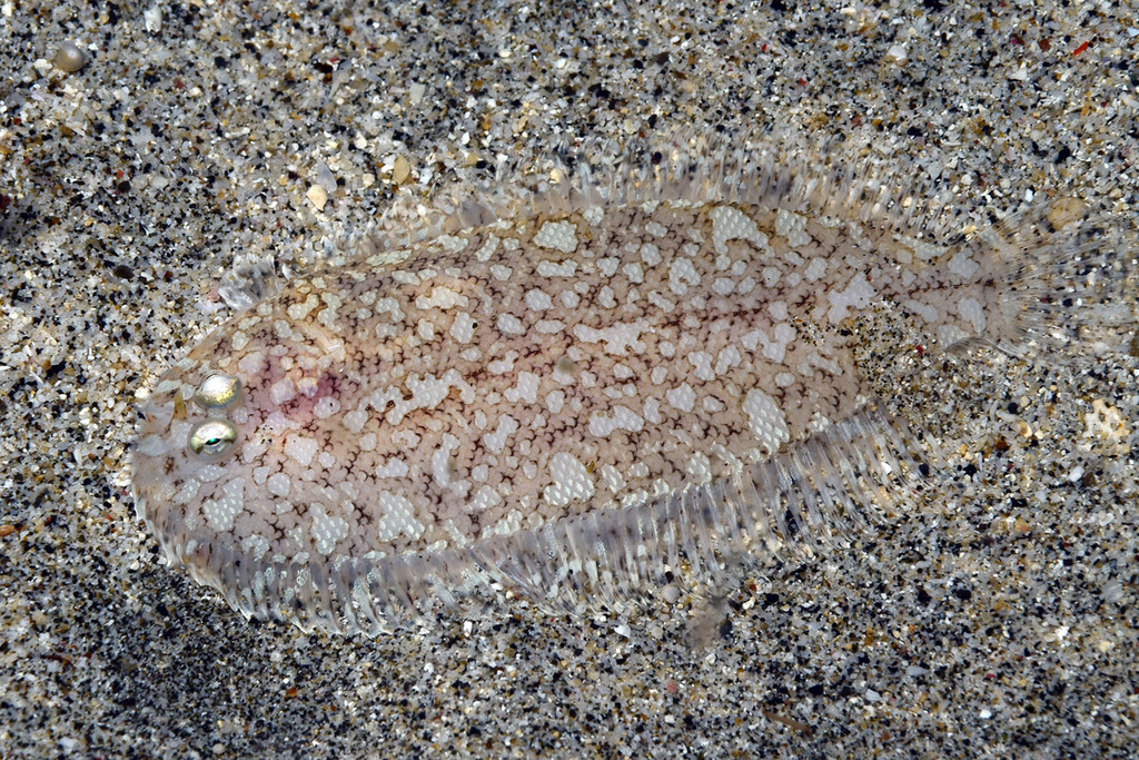 Peculiar sole (Aseraggodes xenicus) — Soleidae