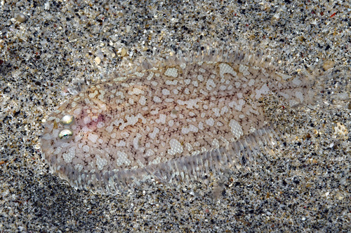 Peculiar sole (Aseraggodes xenicus) — Soleidae