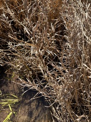 Dulichium arundinaceum