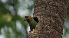 Aratinga auricapillus