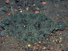 Asterorhombus intermedius