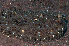 Asterorhombus intermedius