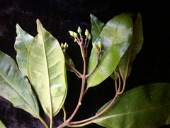 Astronidium ligulatum