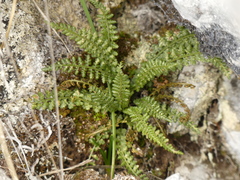 Asplenium fontanum