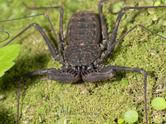 Phrynus pseudoparvulus