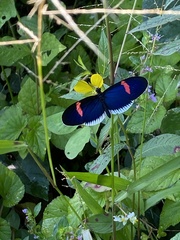 Heliconius erato cyrbia