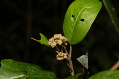 Pomaderris elliptica