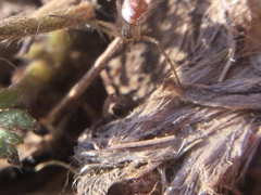 Leucauge venusta