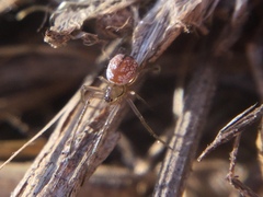 Leucauge venusta