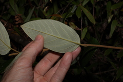 Pomaderris elliptica